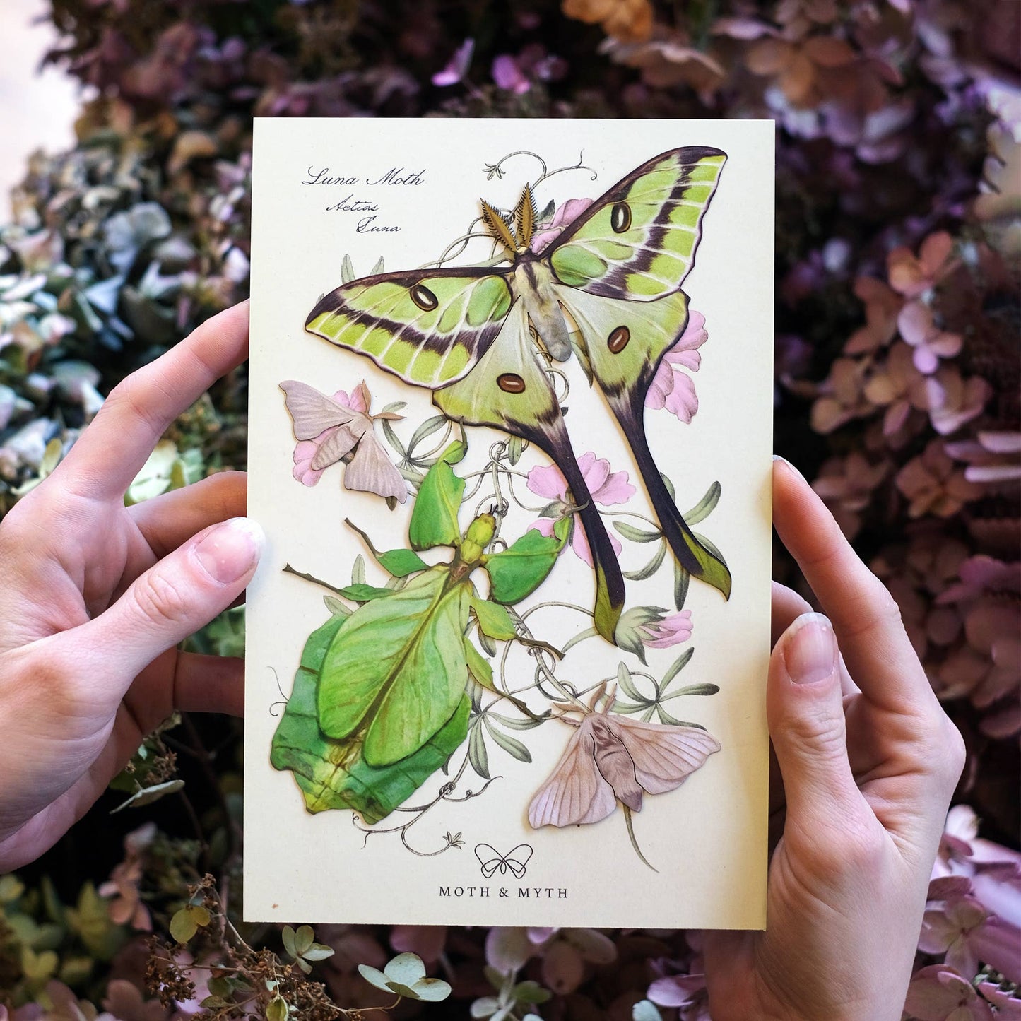'Leaf' Besanti Moth and Leaf Insect Set