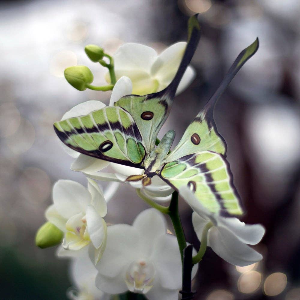 'Leaf' Besanti Moth and Leaf Insect Set