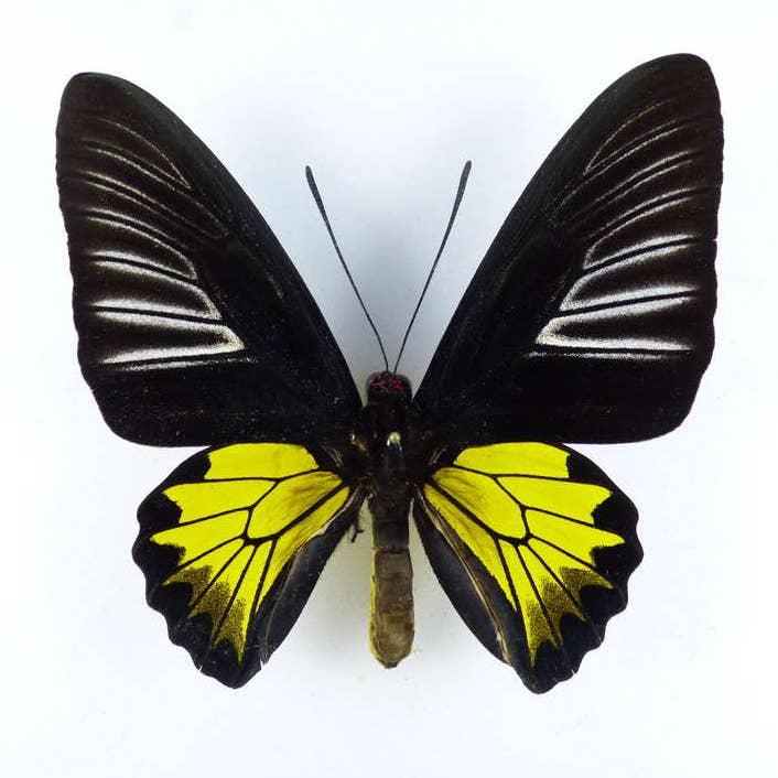 0625 Butterfly Earrings, Golden Birdwing, Bottom Wings