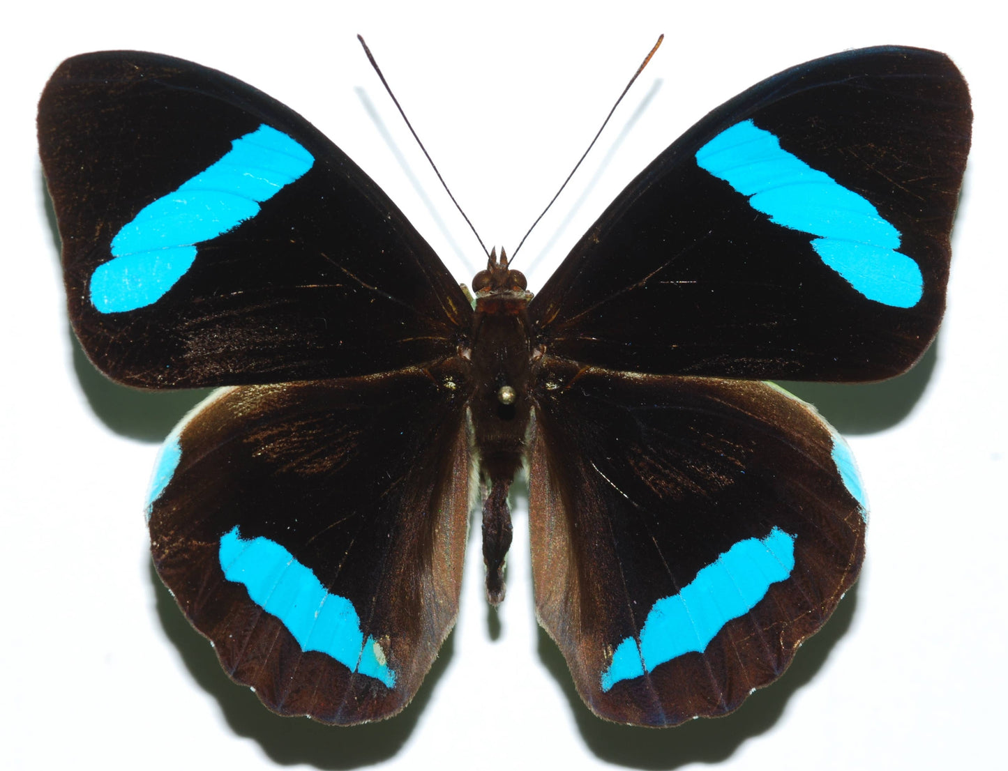 0593 Butterfly Earrings, Hewitson's Olivewing, Bottom Wings