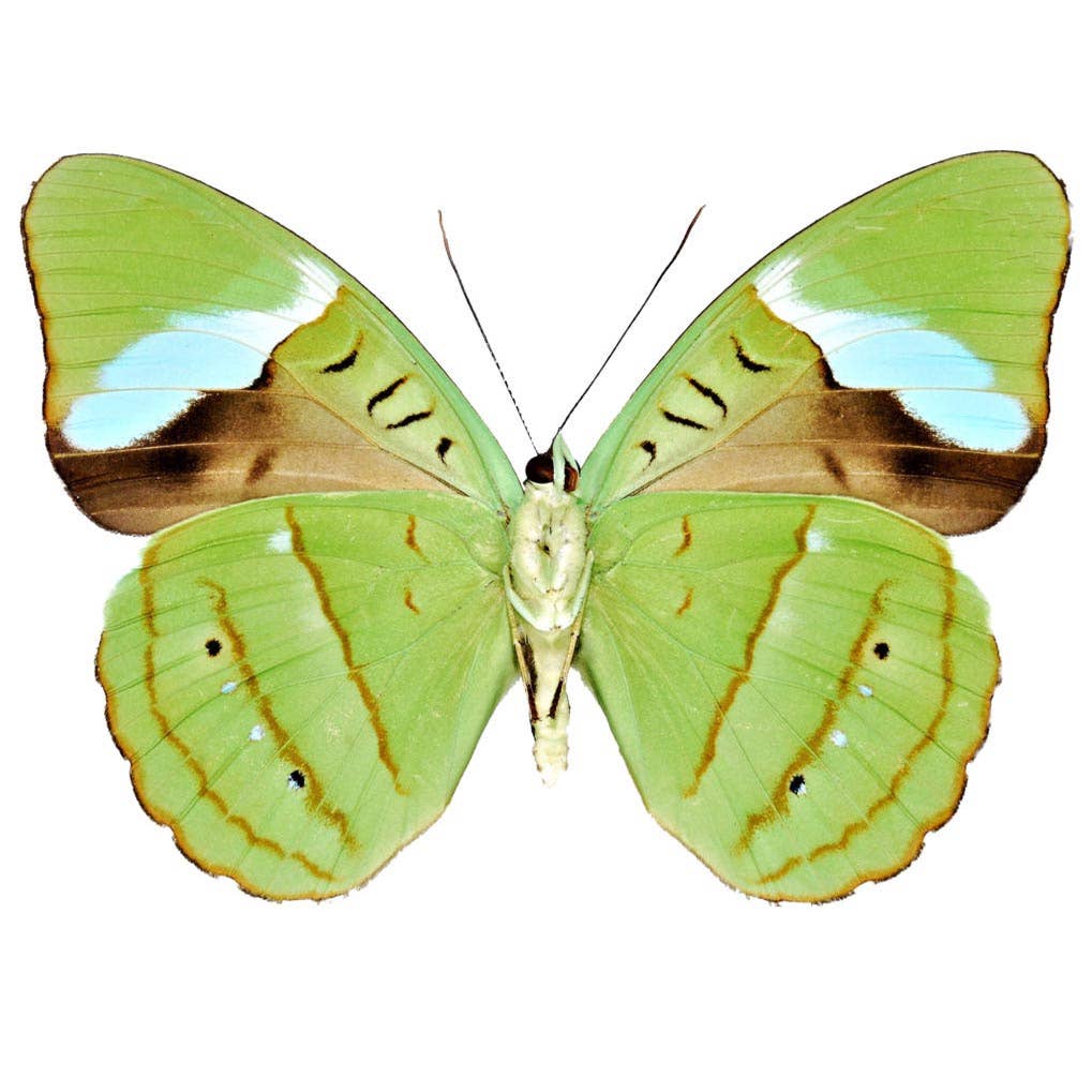 0593 Butterfly Earrings, Hewitson's Olivewing, Bottom Wings