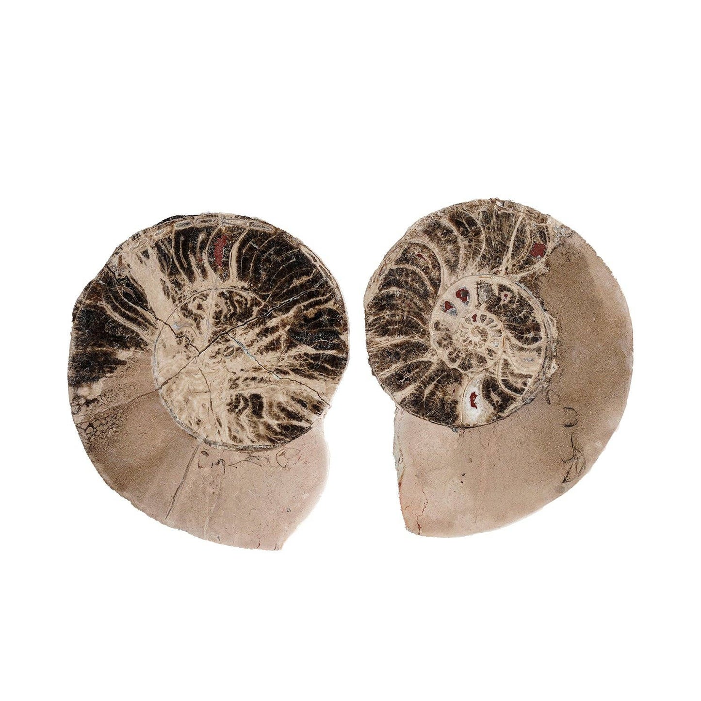 Split Polished Ammonite Pair: Large