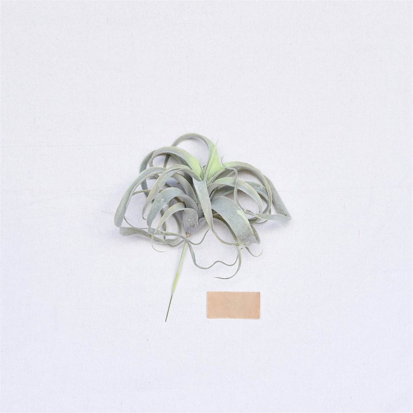 Faux Tillandsia - Lrg
