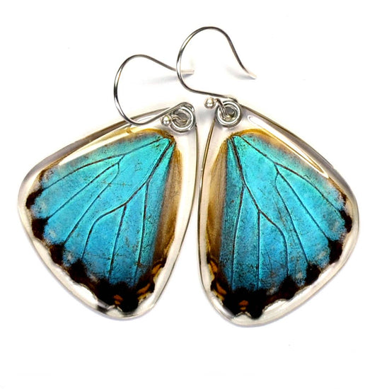 0115 Butterfly earrings, Blue Morpho Portis, bottom wings