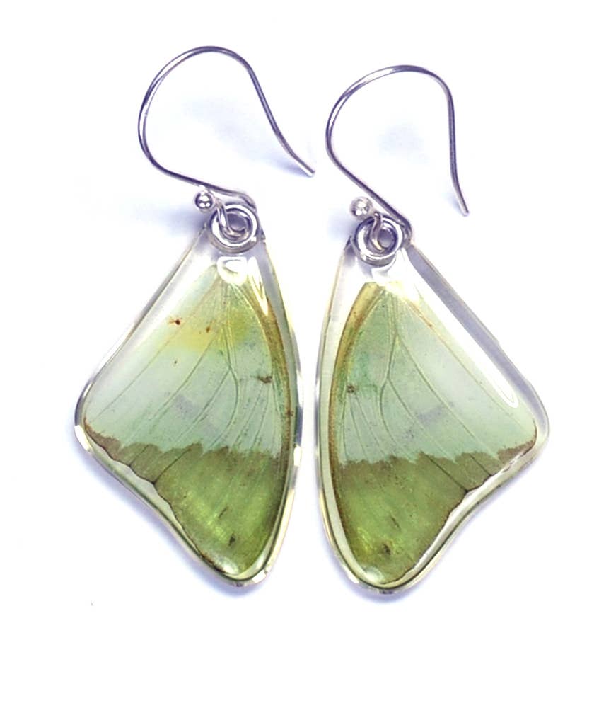 0145 Butterfly Earrings, Charaxes Eupale, top wings