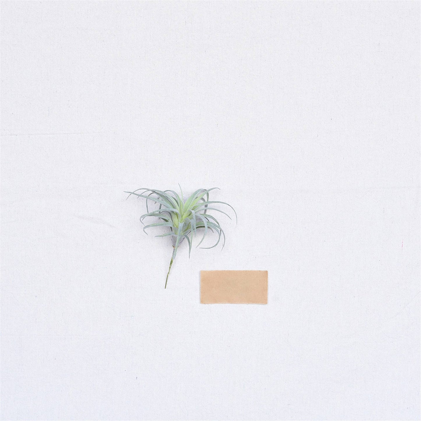 Faux Tillandsia - Sm