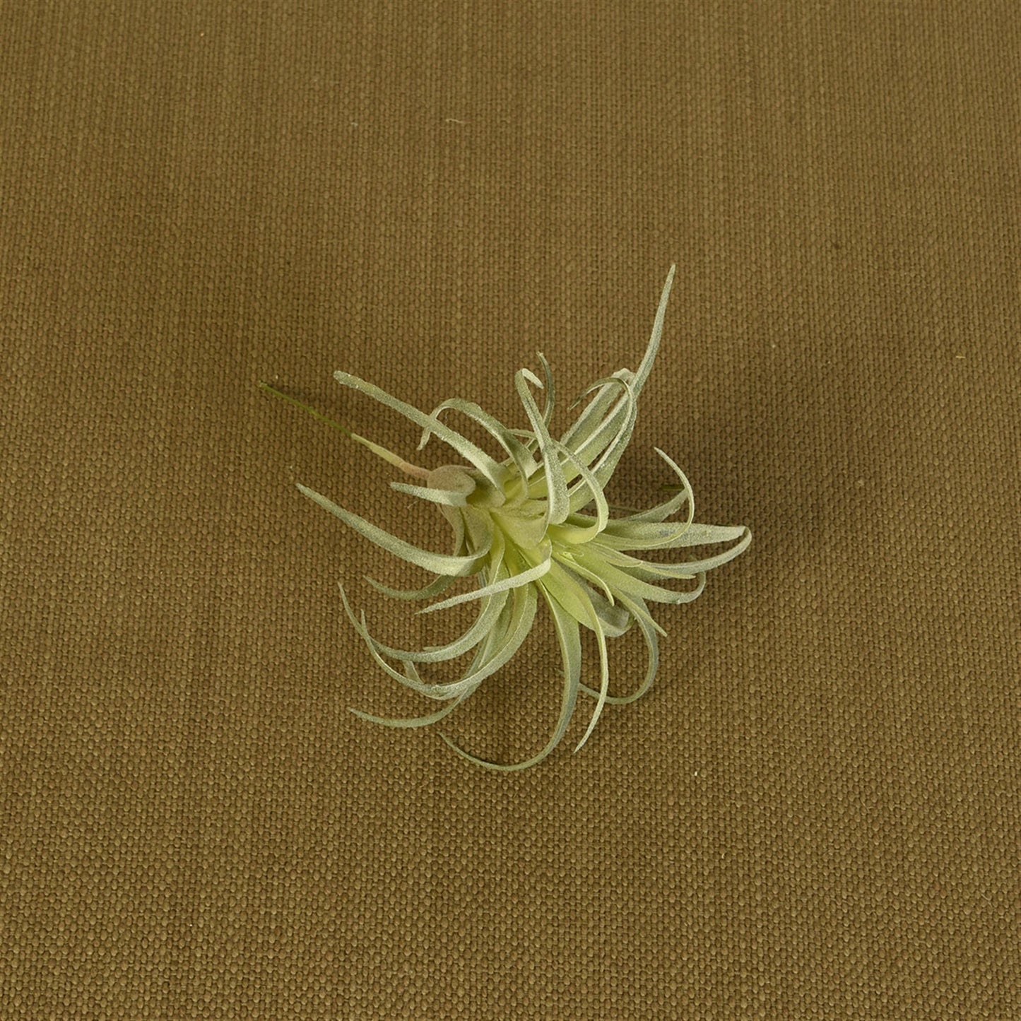 Faux Tillandsia - Sm