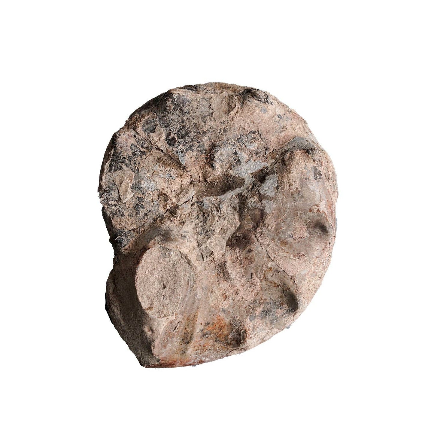 Split Polished Ammonite Pair: Large