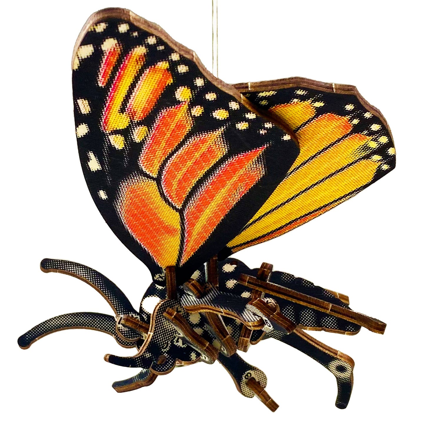 ARTHROPODA : BUTTERFLY