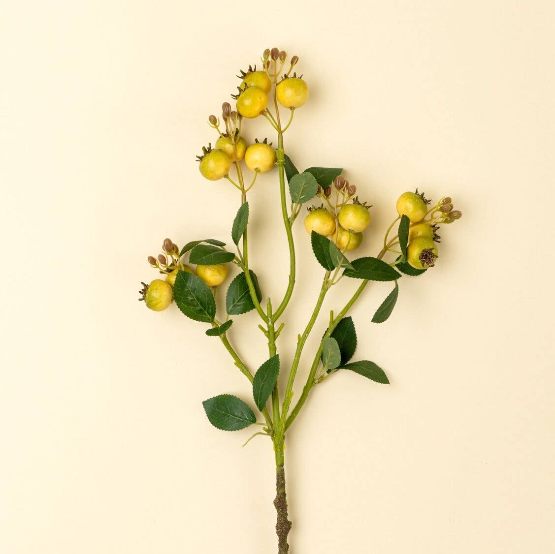 Rosehip Branch