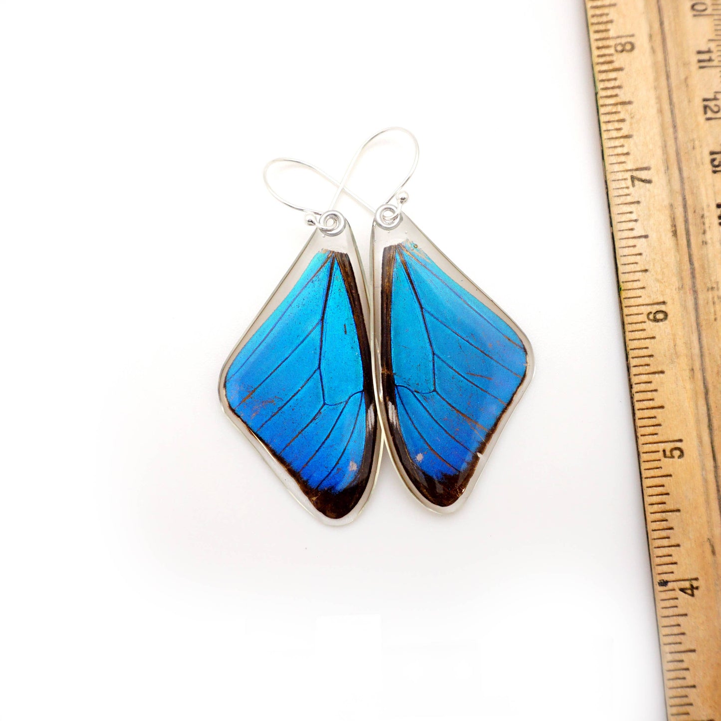 0635 Butterfly Earrings,  Morpho Aega, Top wings