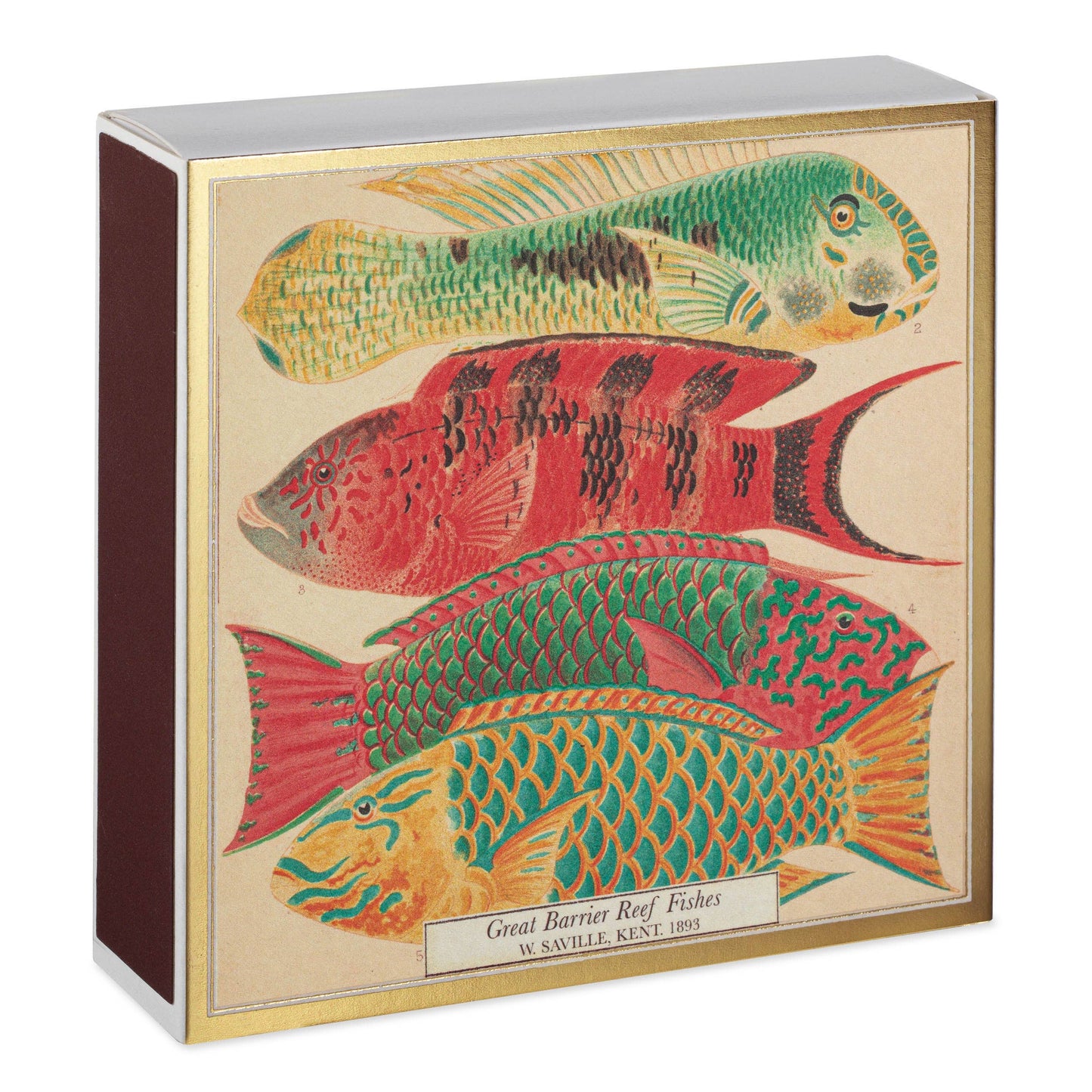 Natural History Museum Fish | Square - Safety Matches