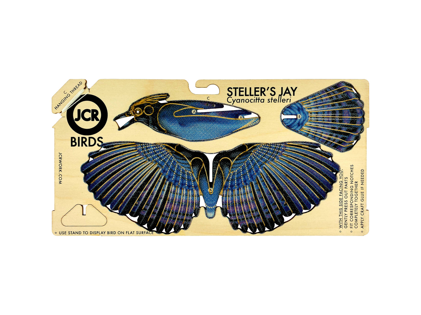 BIRDS : STELLER'S JAY