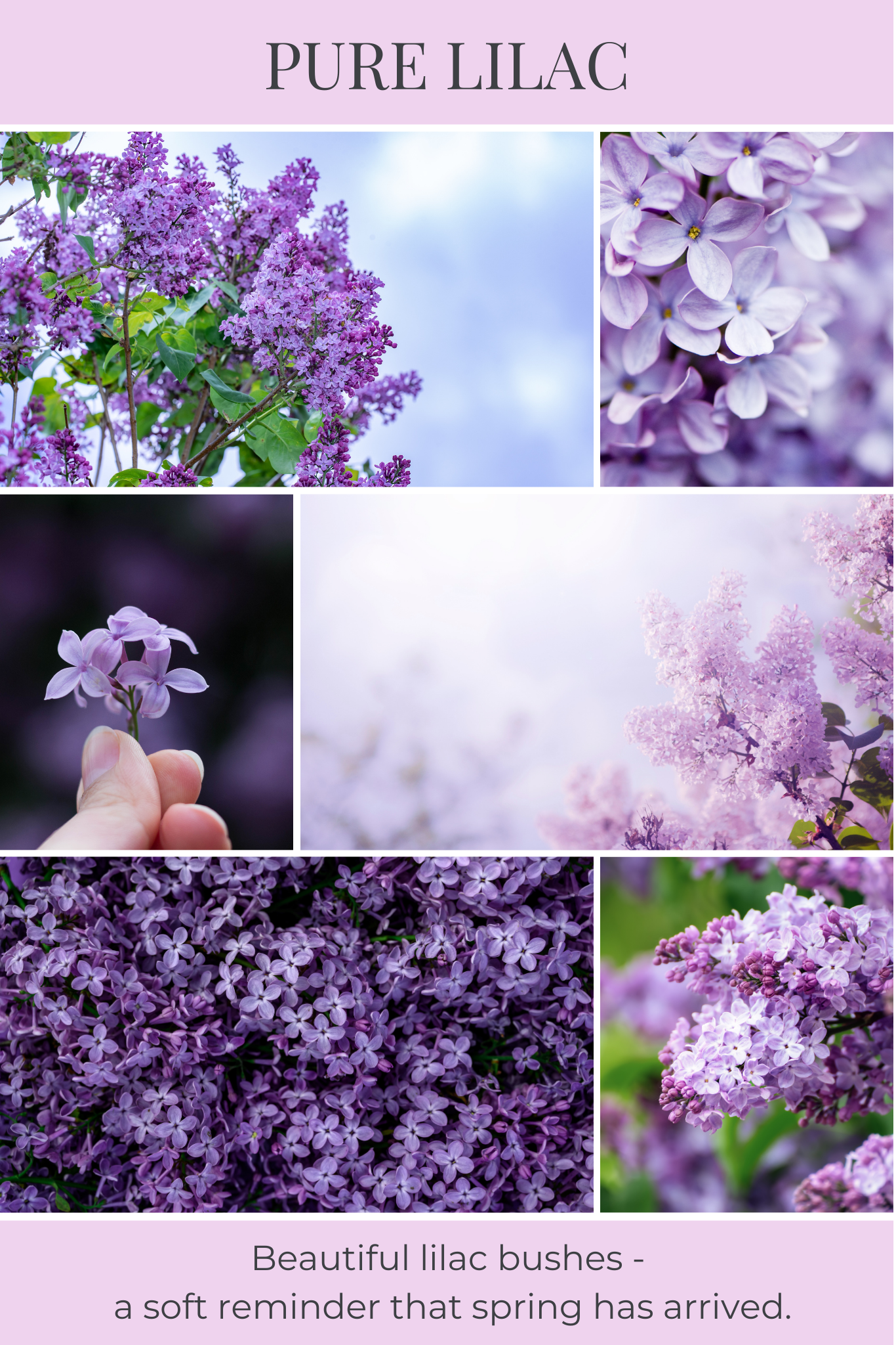 8oz mason PURE LILAC