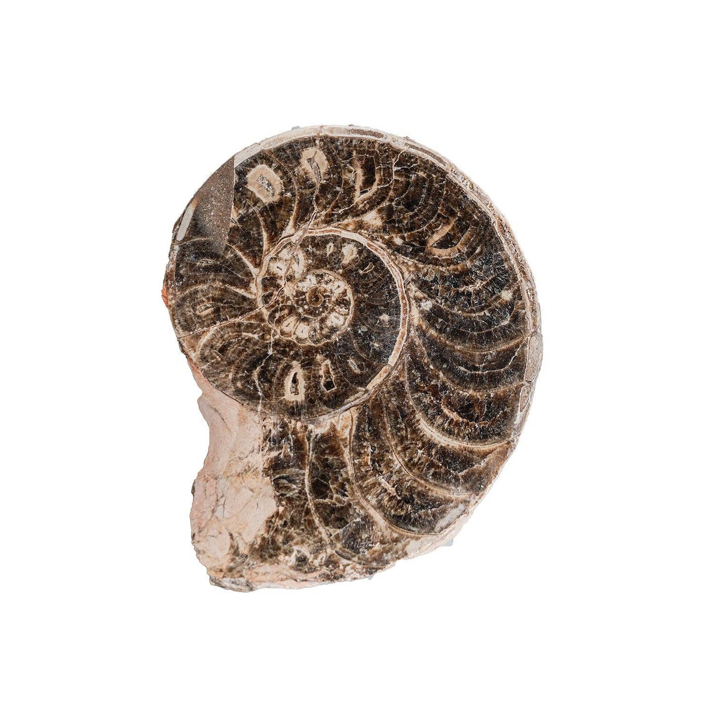 Split Polished Ammonite Pair: Large