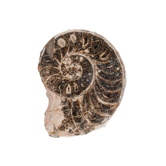 Split Polished Ammonite Pair: Large