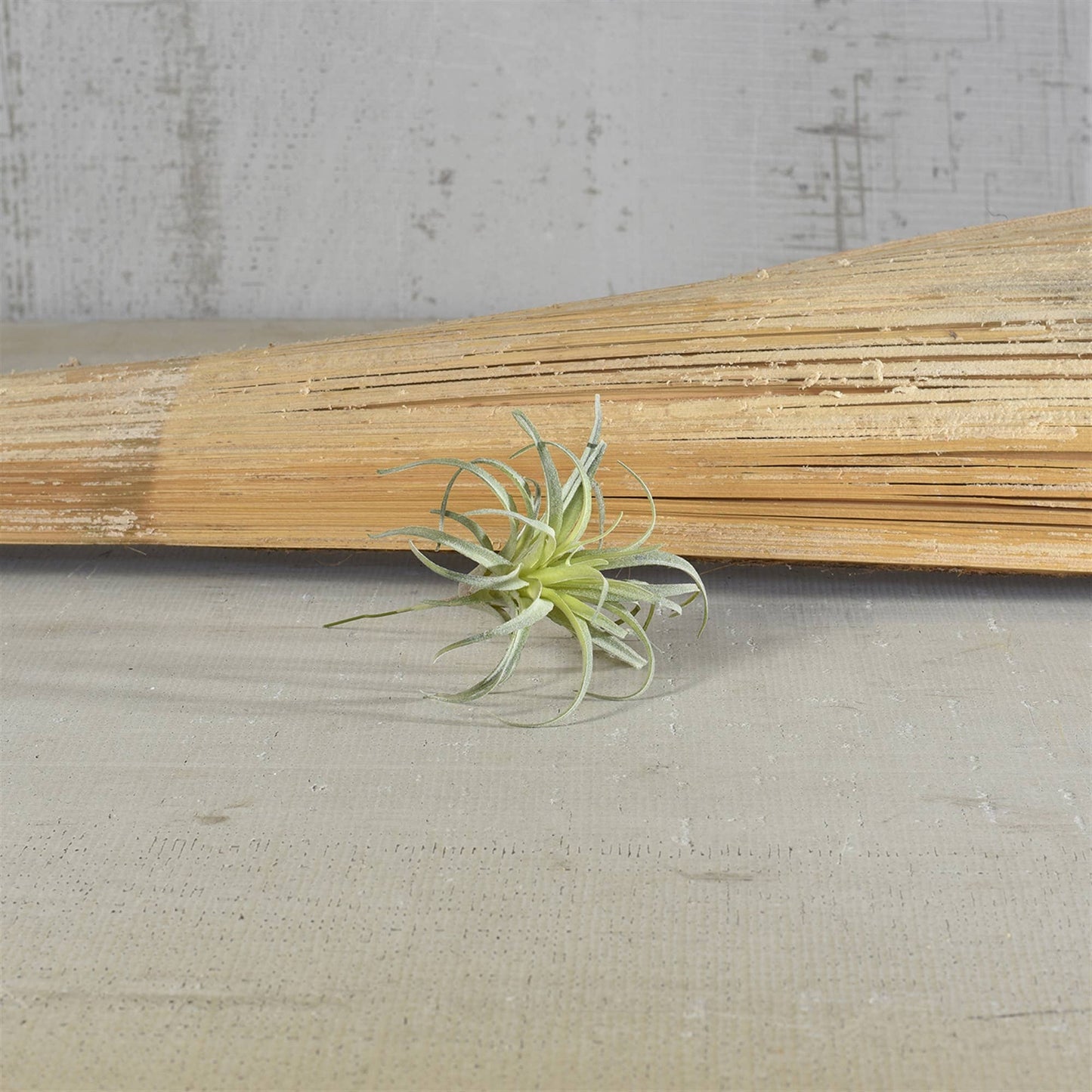 Faux Tillandsia - Sm