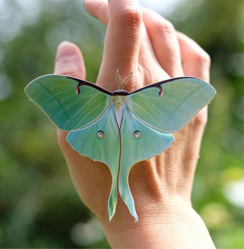 'Spring' Luna Moth Set