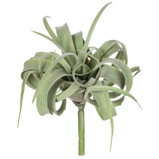 Air Plant
