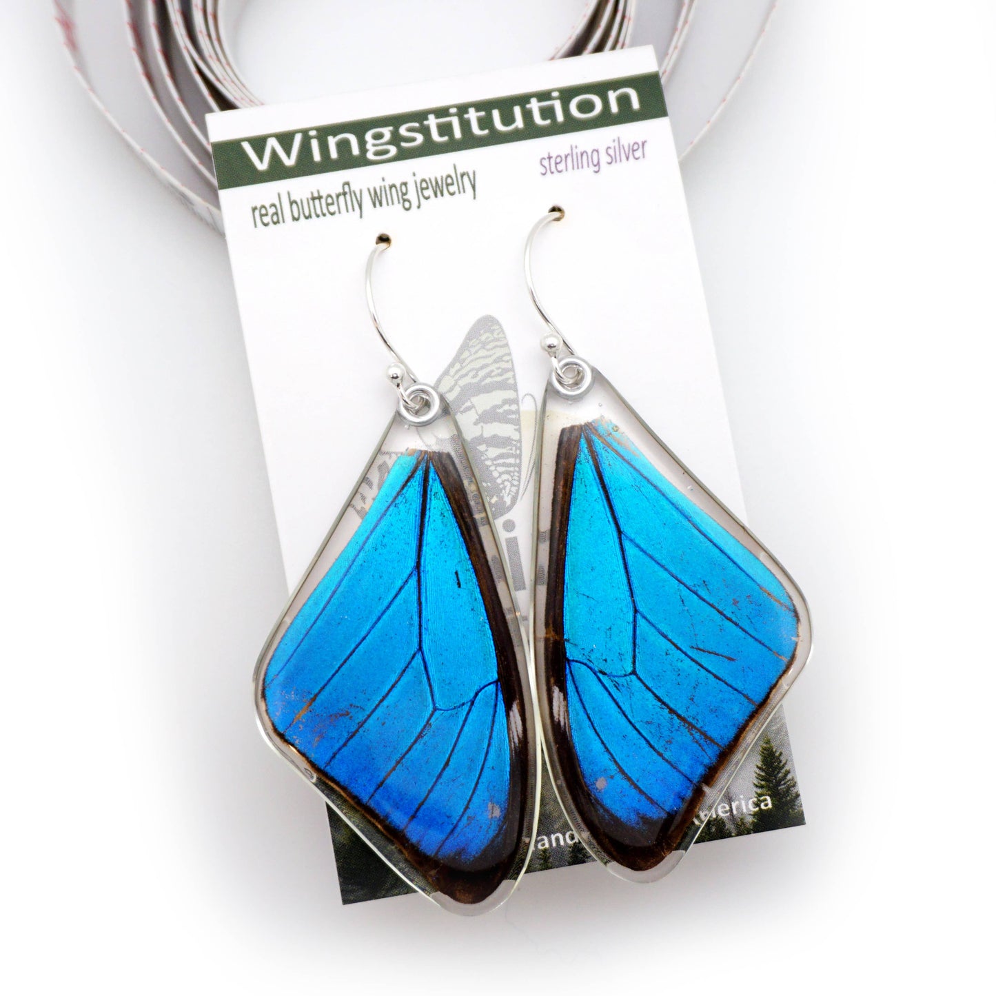 0635 Butterfly Earrings,  Morpho Aega, Top wings