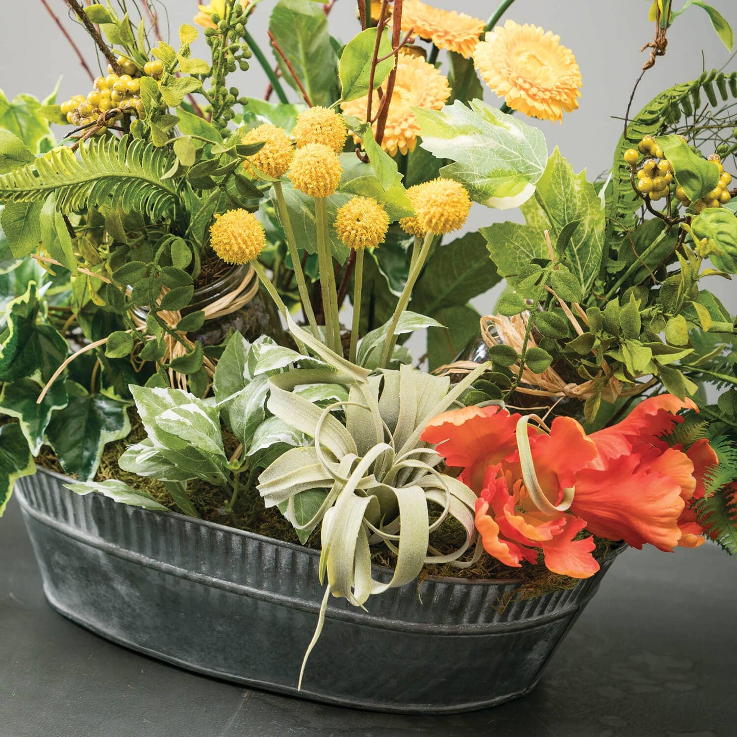 Air Plant