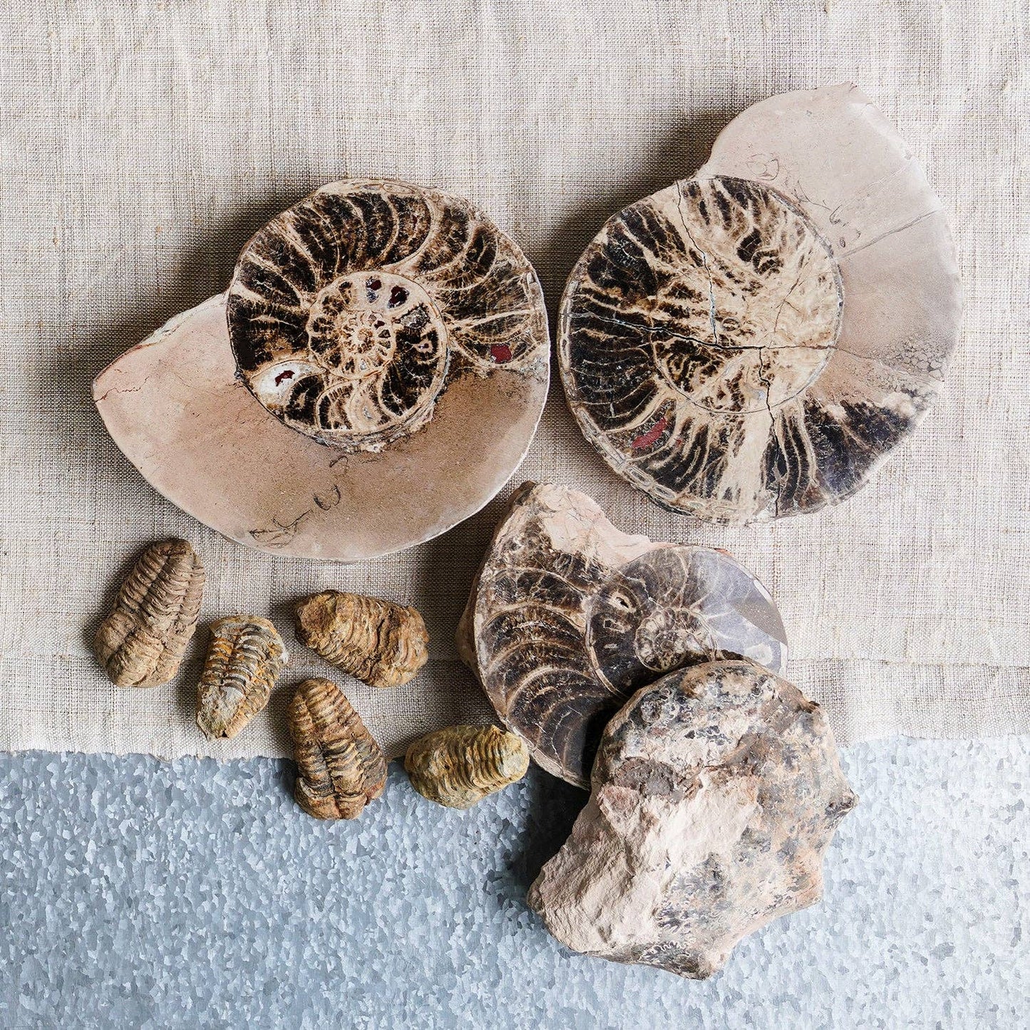 Split Polished Ammonite Pair: Large