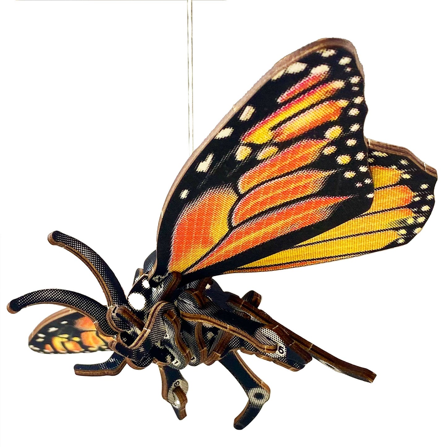 ARTHROPODA : BUTTERFLY