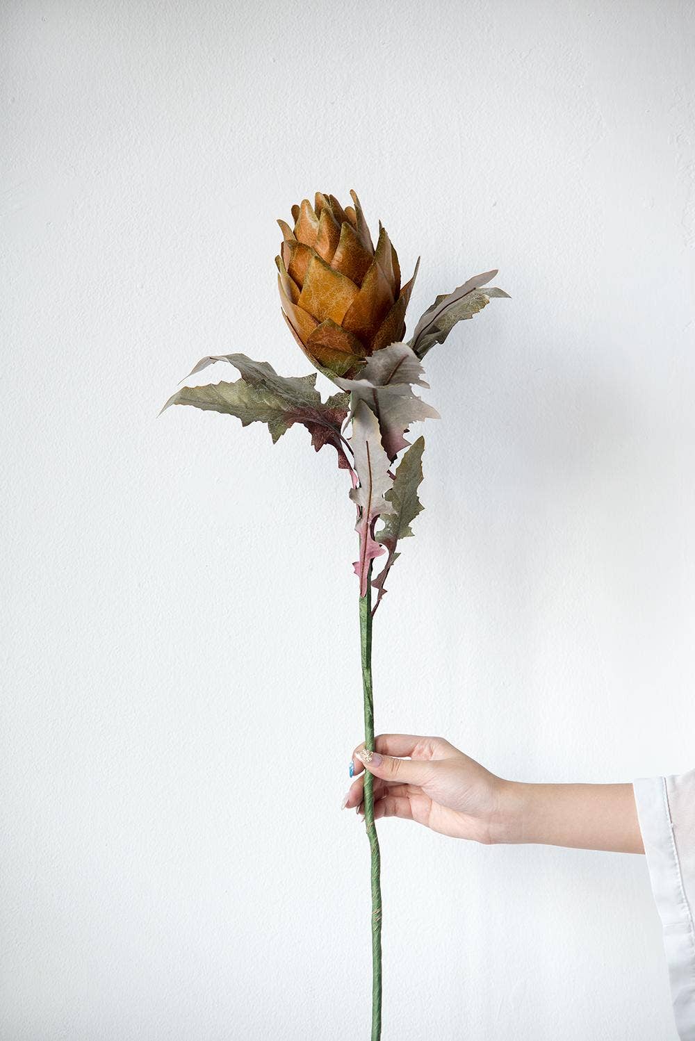 Artichoke Stem