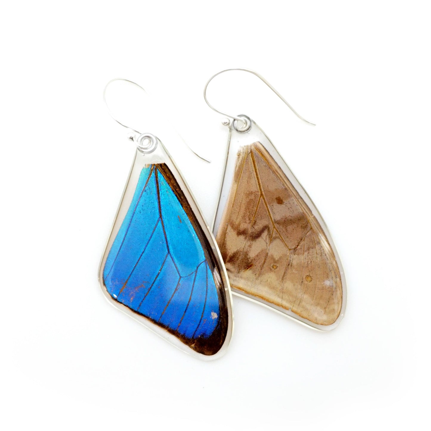 0635 Butterfly Earrings,  Morpho Aega, Top wings