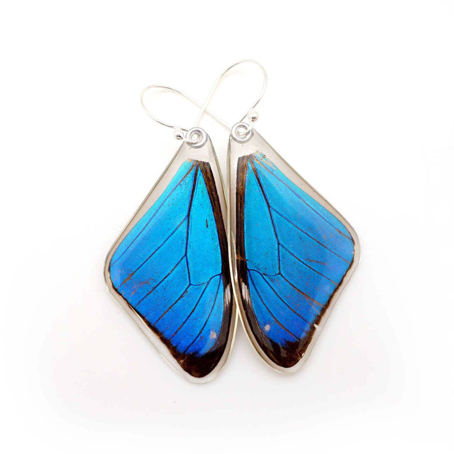 0635 Butterfly Earrings,  Morpho Aega, Top wings