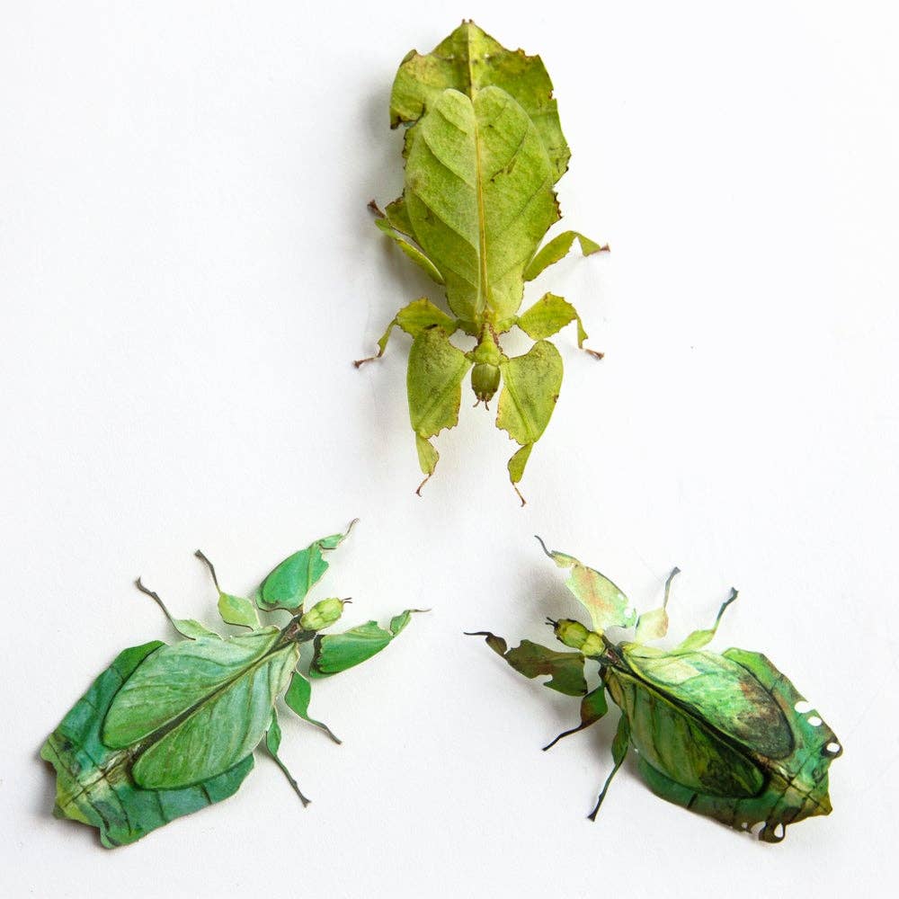 'Leaf' Besanti Moth and Leaf Insect Set