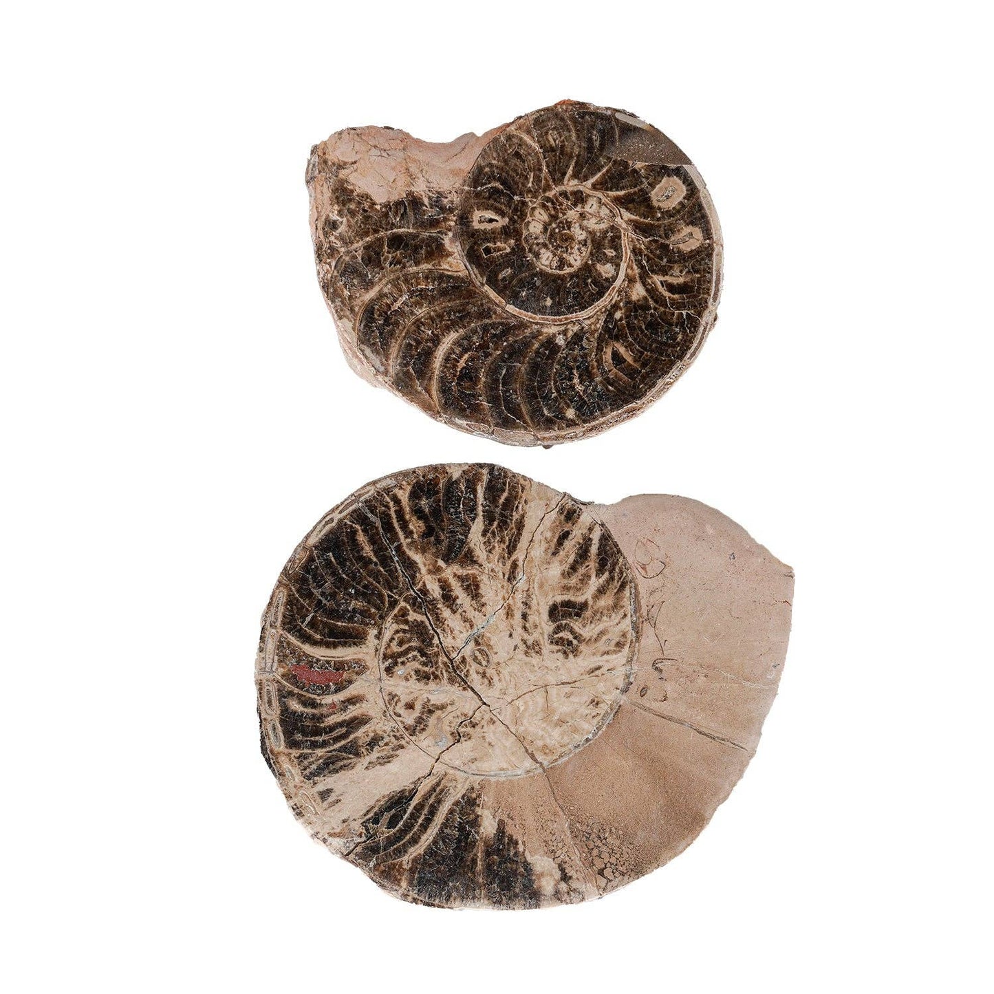 Split Polished Ammonite Pair: Large