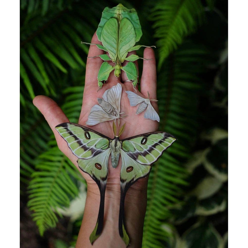 'Leaf' Besanti Moth and Leaf Insect Set