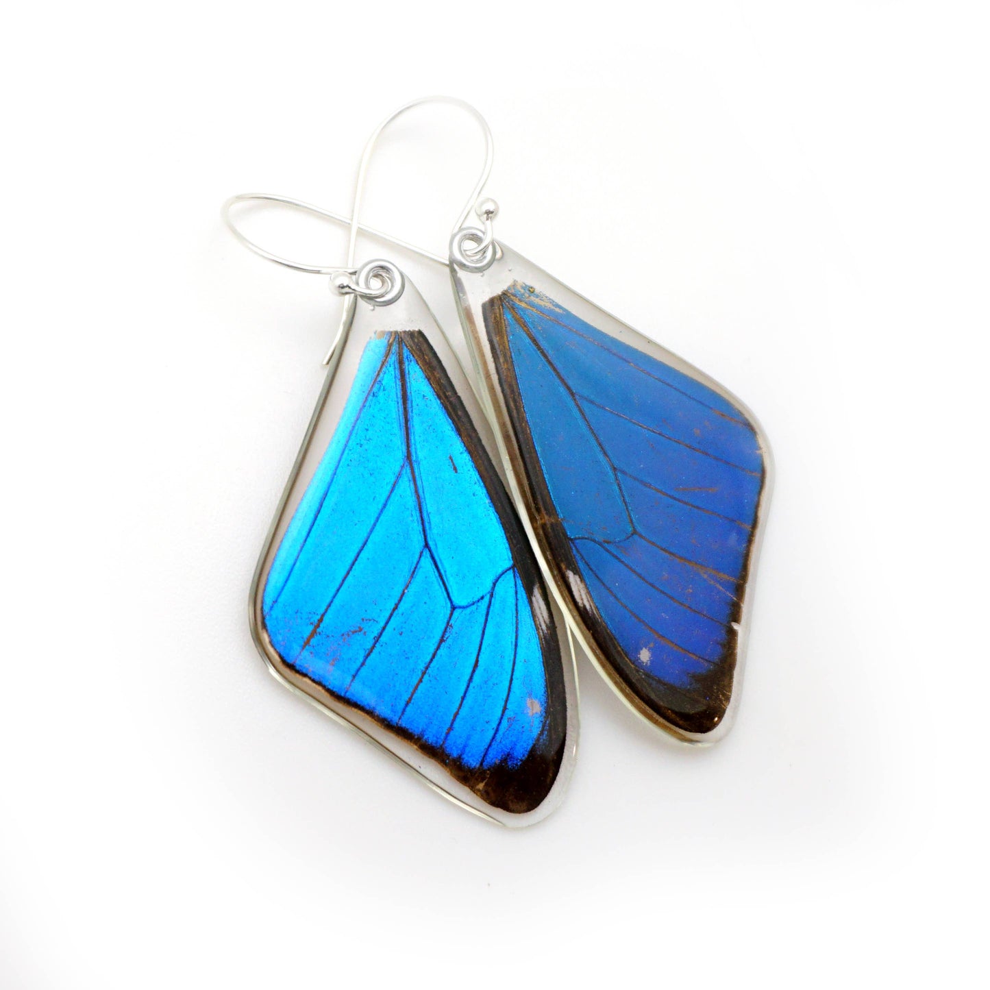 0635 Butterfly Earrings,  Morpho Aega, Top wings