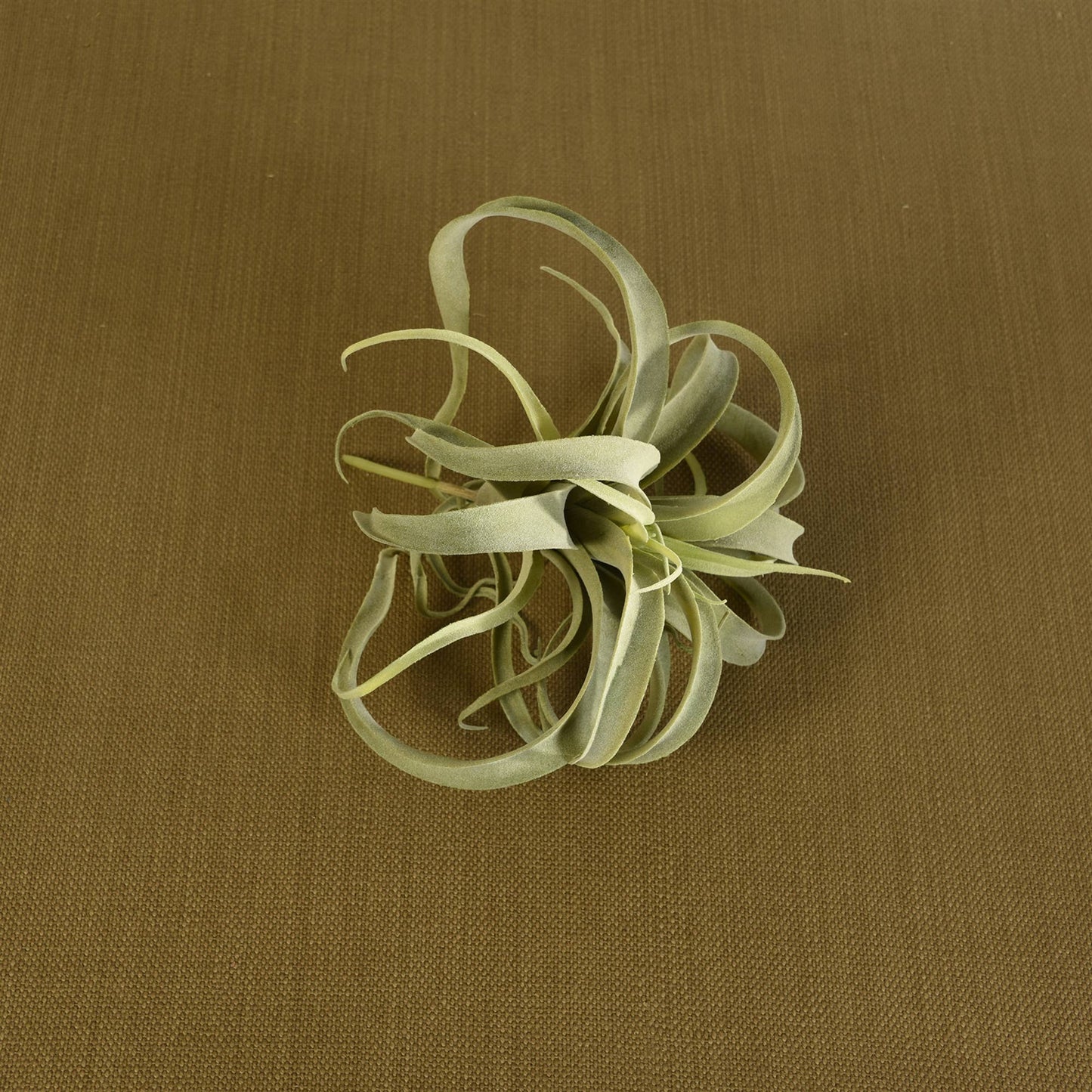 Faux Tillandsia - Lrg