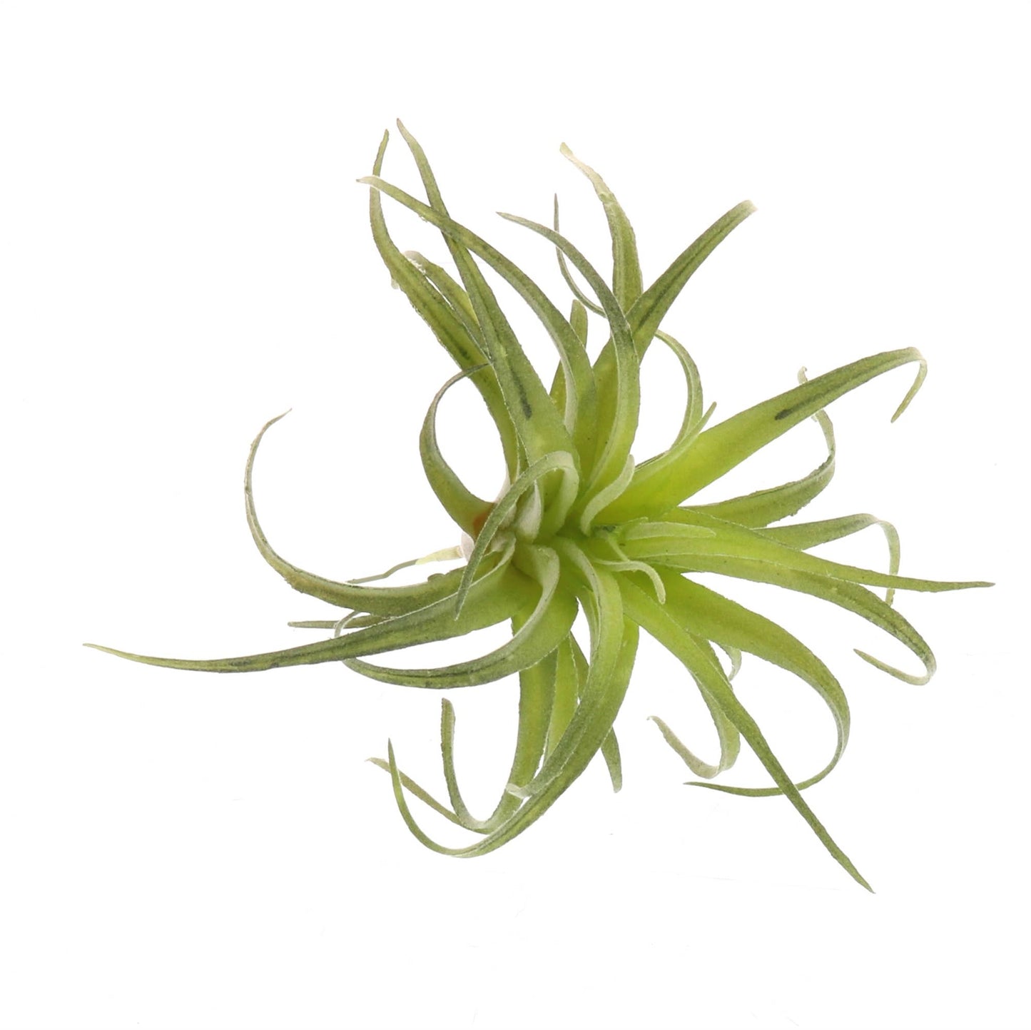 Faux Tillandsia - Sm