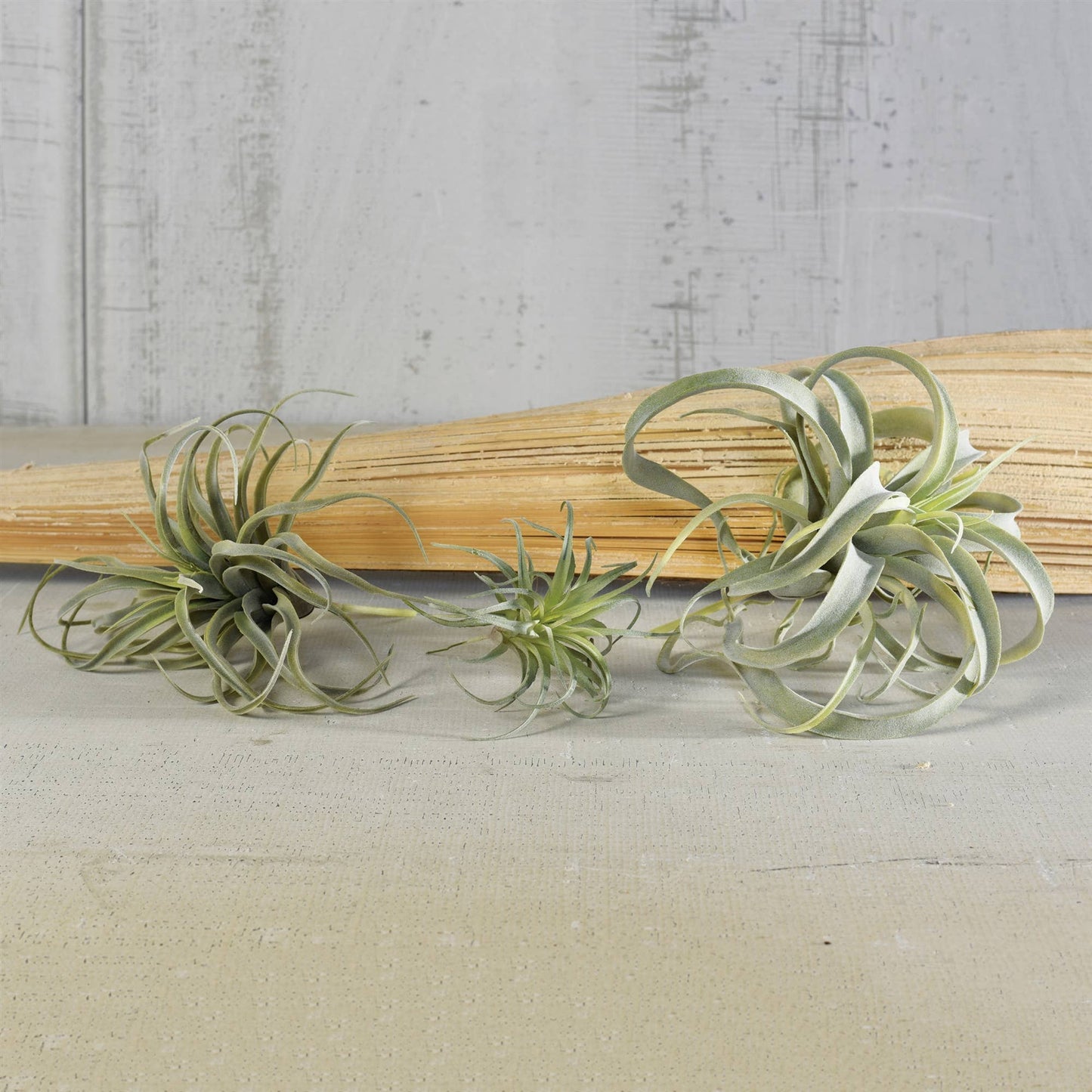 Faux Tillandsia - Lrg