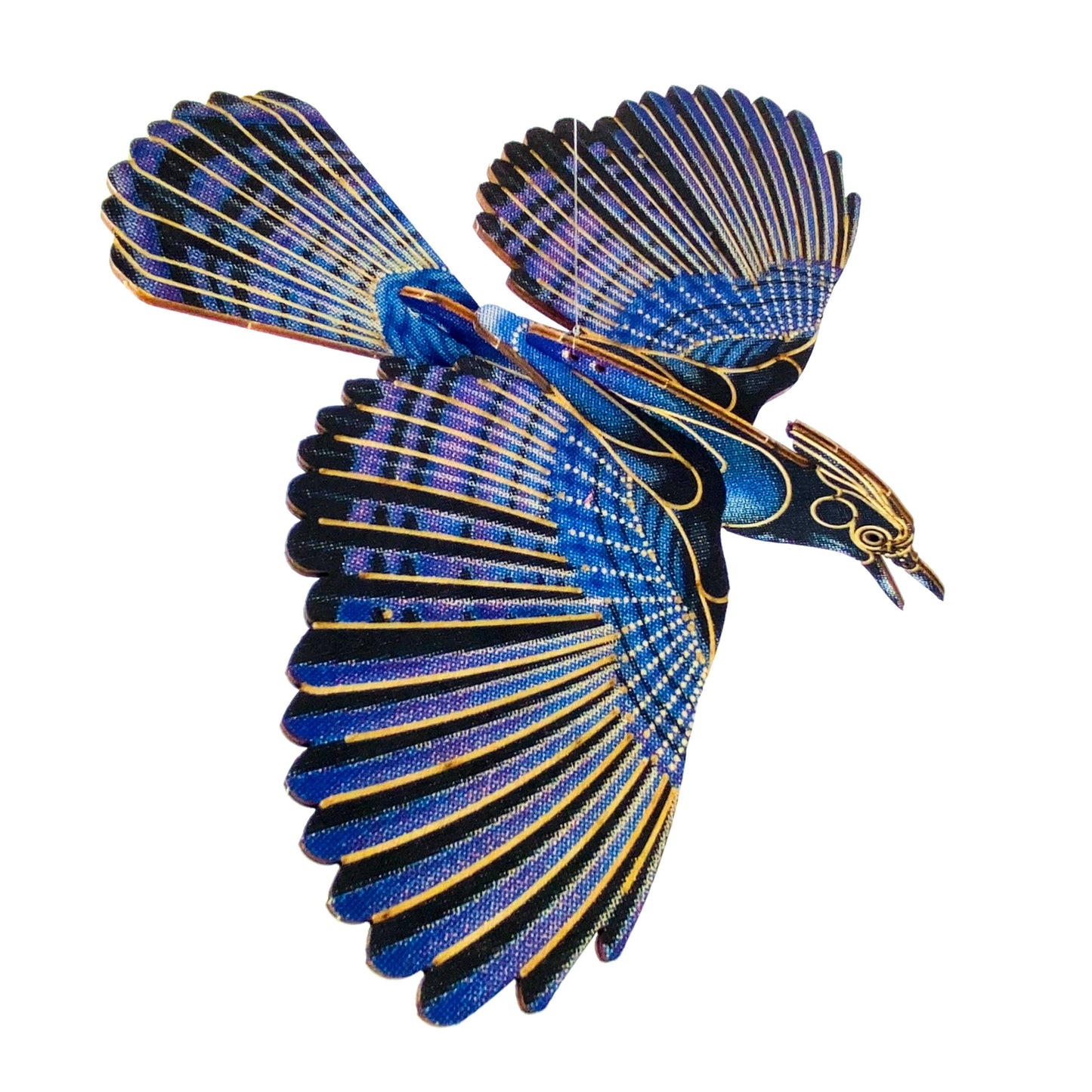 BIRDS : STELLER'S JAY