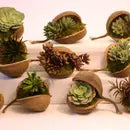Moss Nut